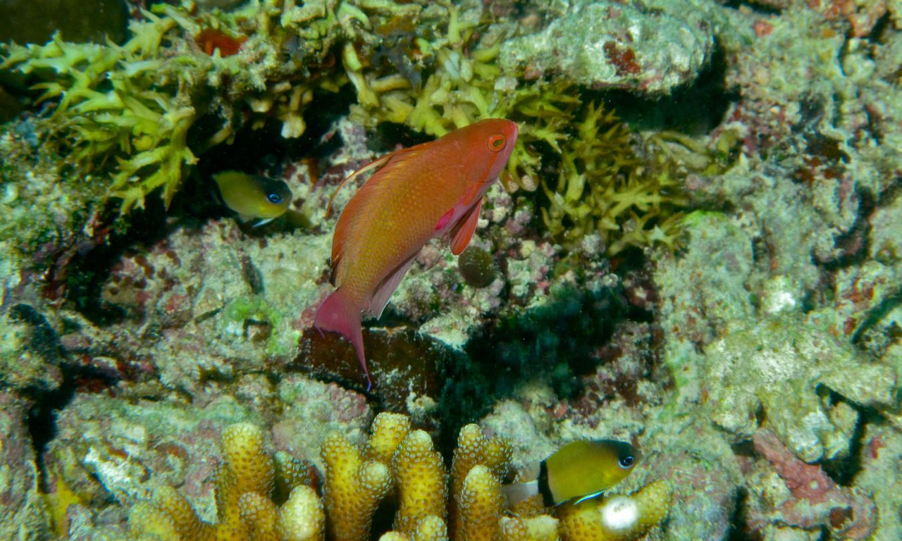 Kami's Anthias