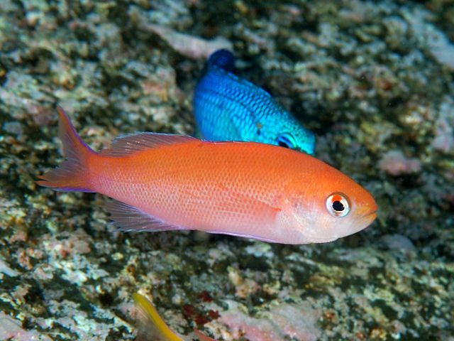 Waite's Anthias