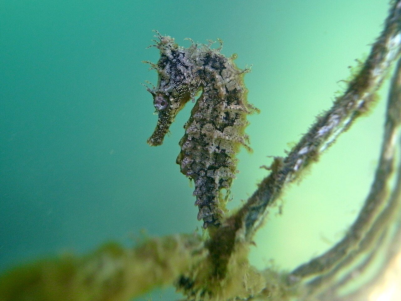 White's Seahorse