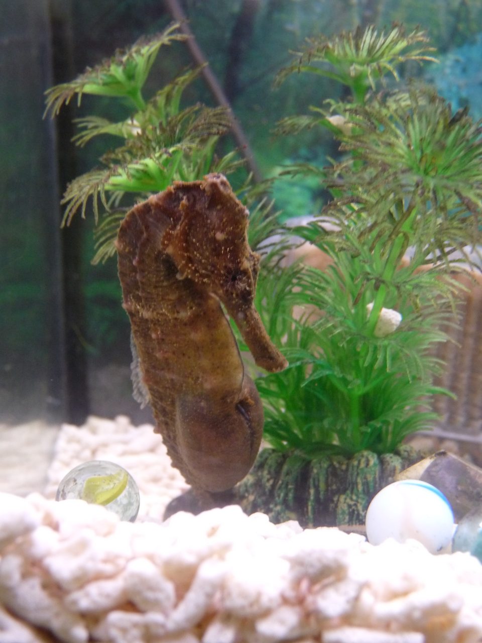 Great Seahorse