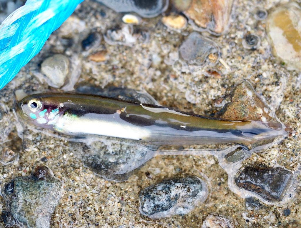 Dotui's Dartfish
