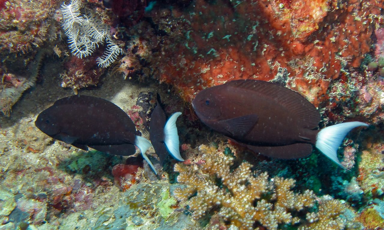 Thompson's Surgeonfish
