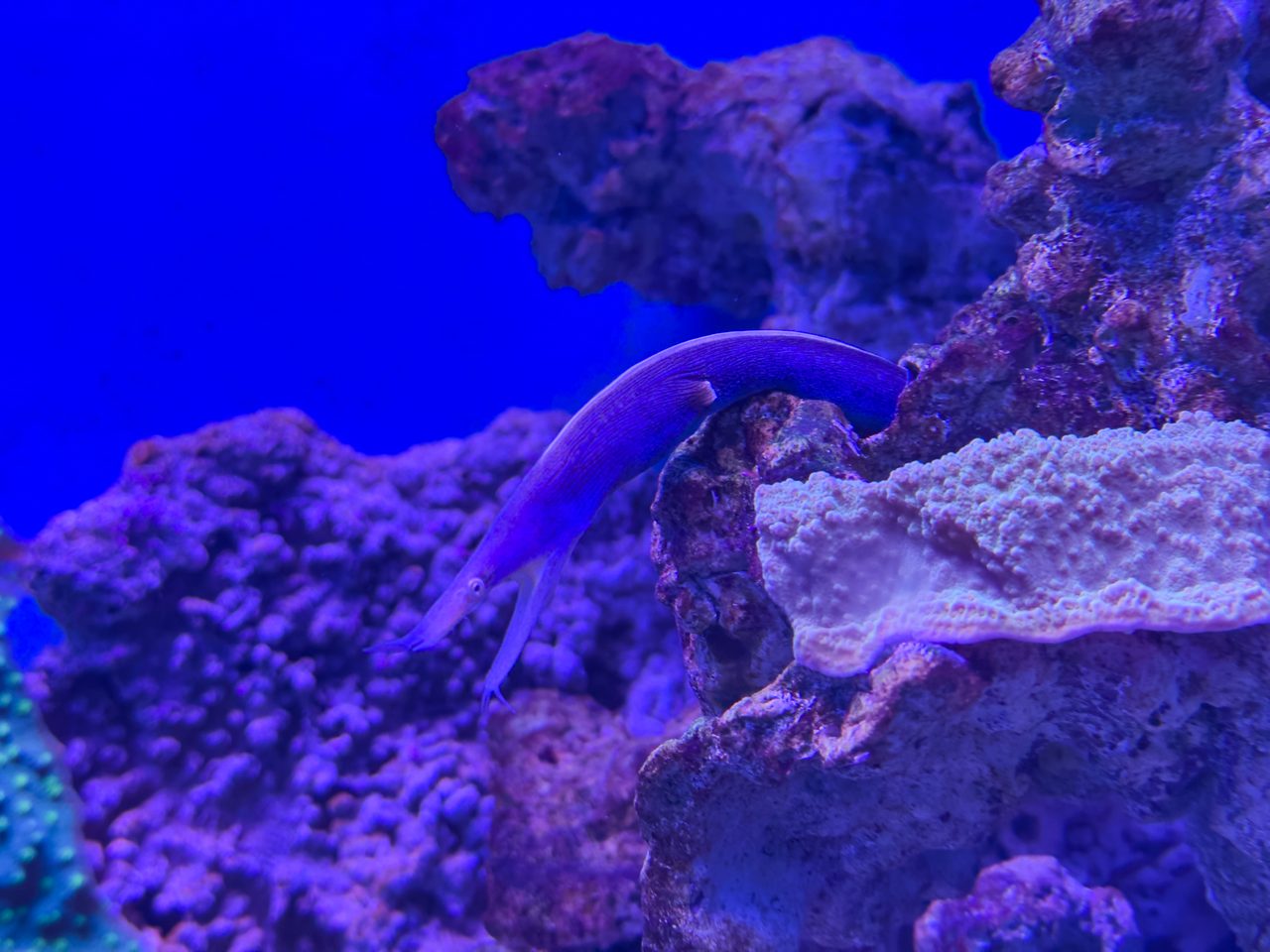 Harlequin Snake Eel