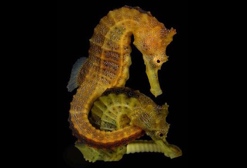Lined Seahorse