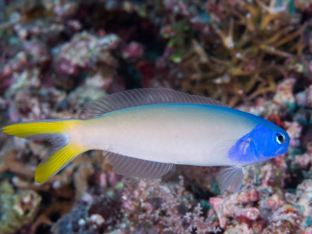 Starck's Tilefish