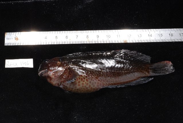 Chestnut Blenny