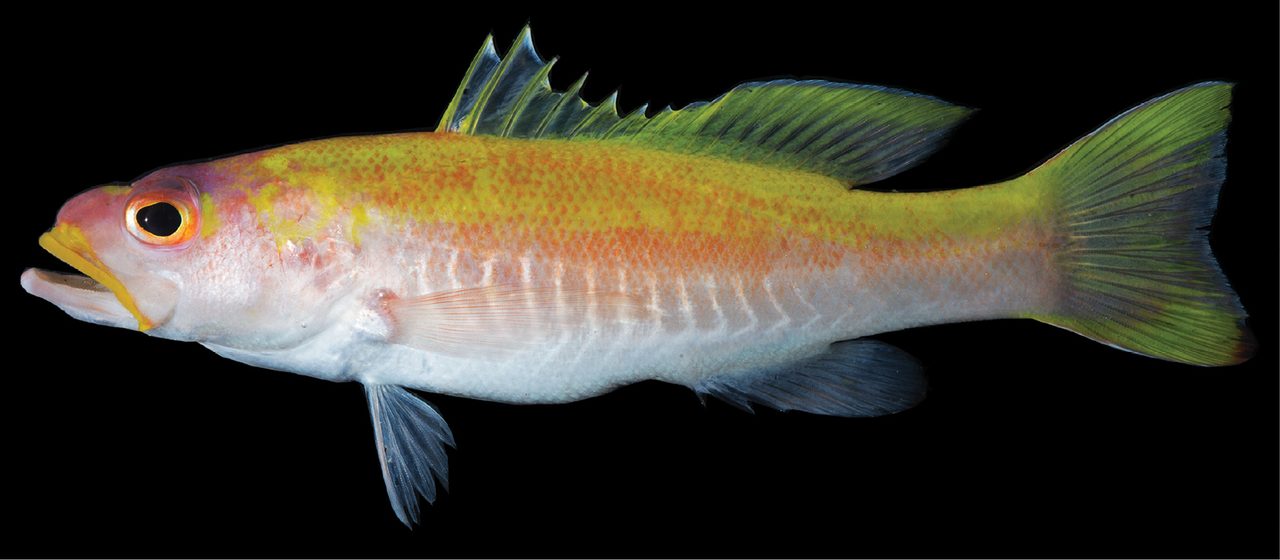 Golden Basslet