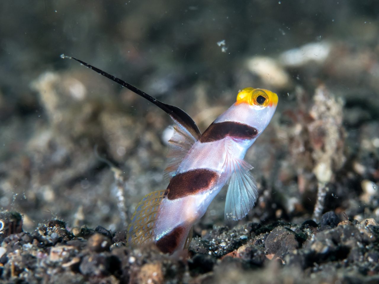 Banded Goby