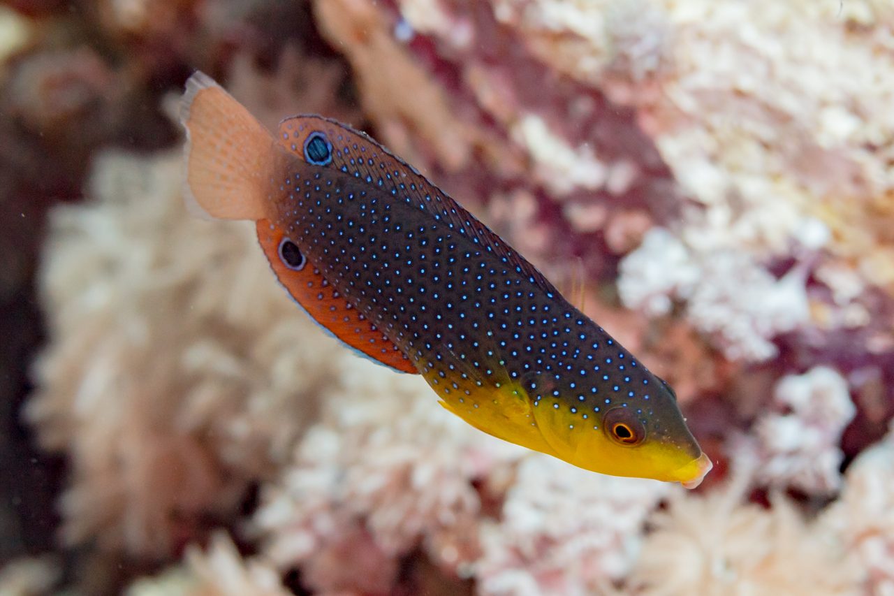 Yellowchest Twist Wrasse EXPERT ONLY