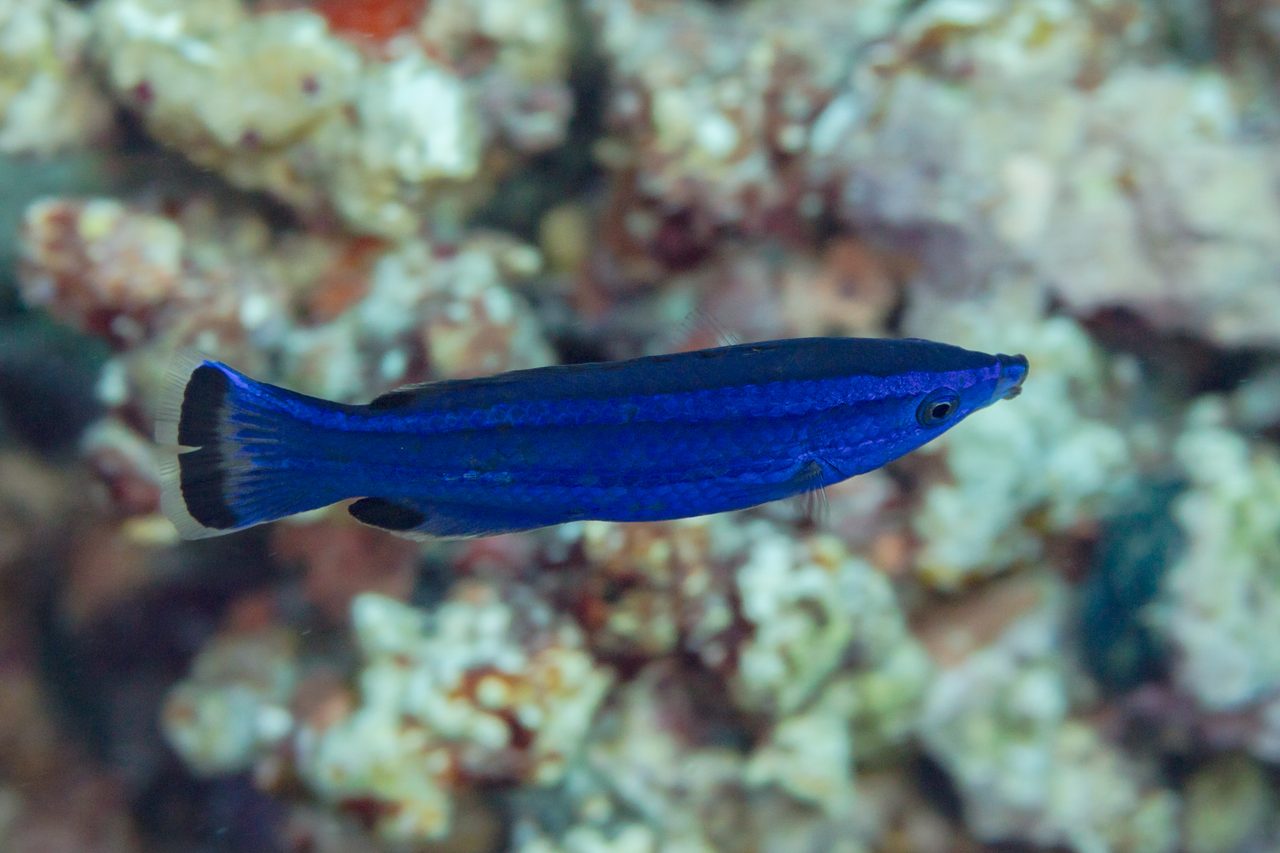 Four Line Cleaner Wrasse