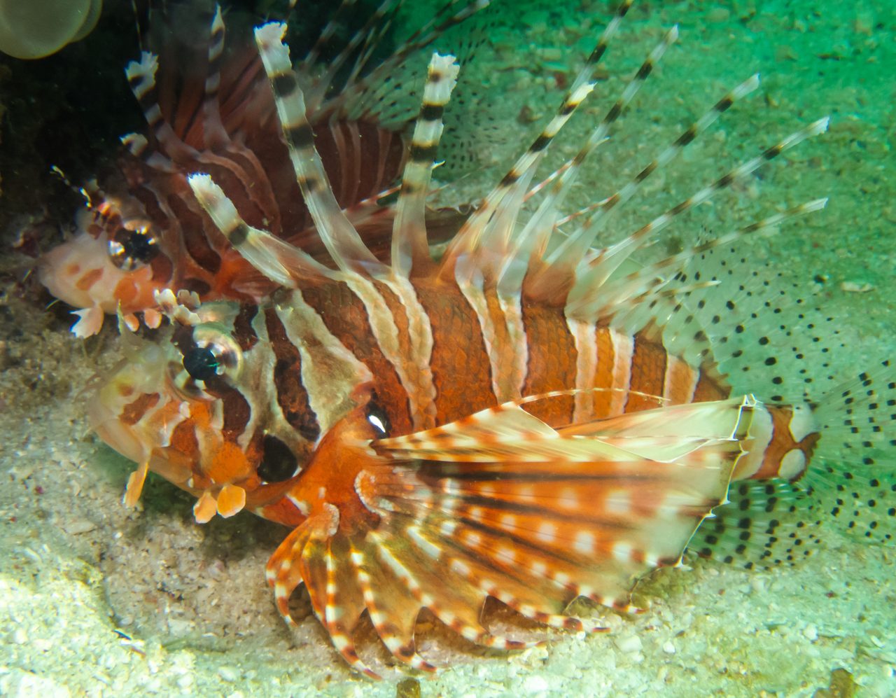 Two-Lined Lionfish
