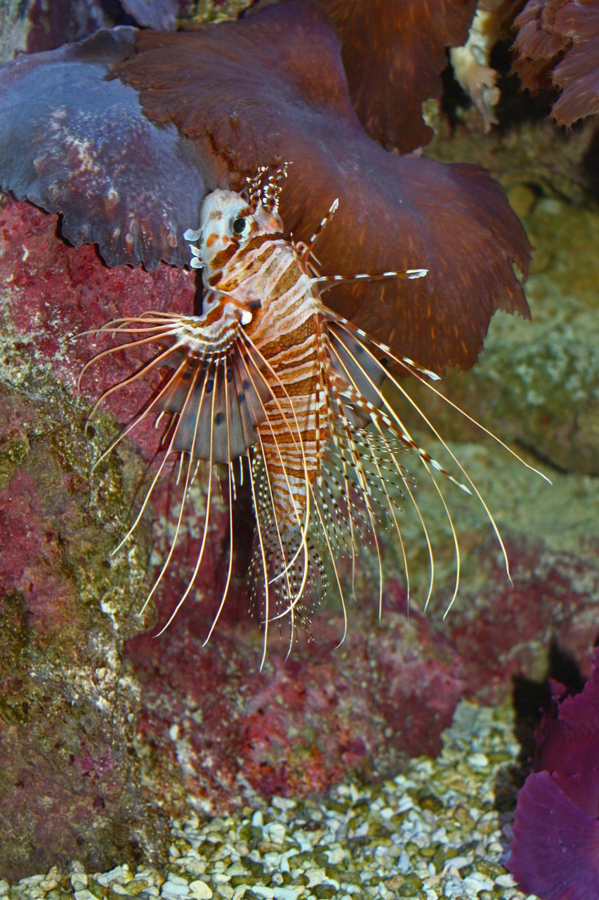 Barber's Lionfish