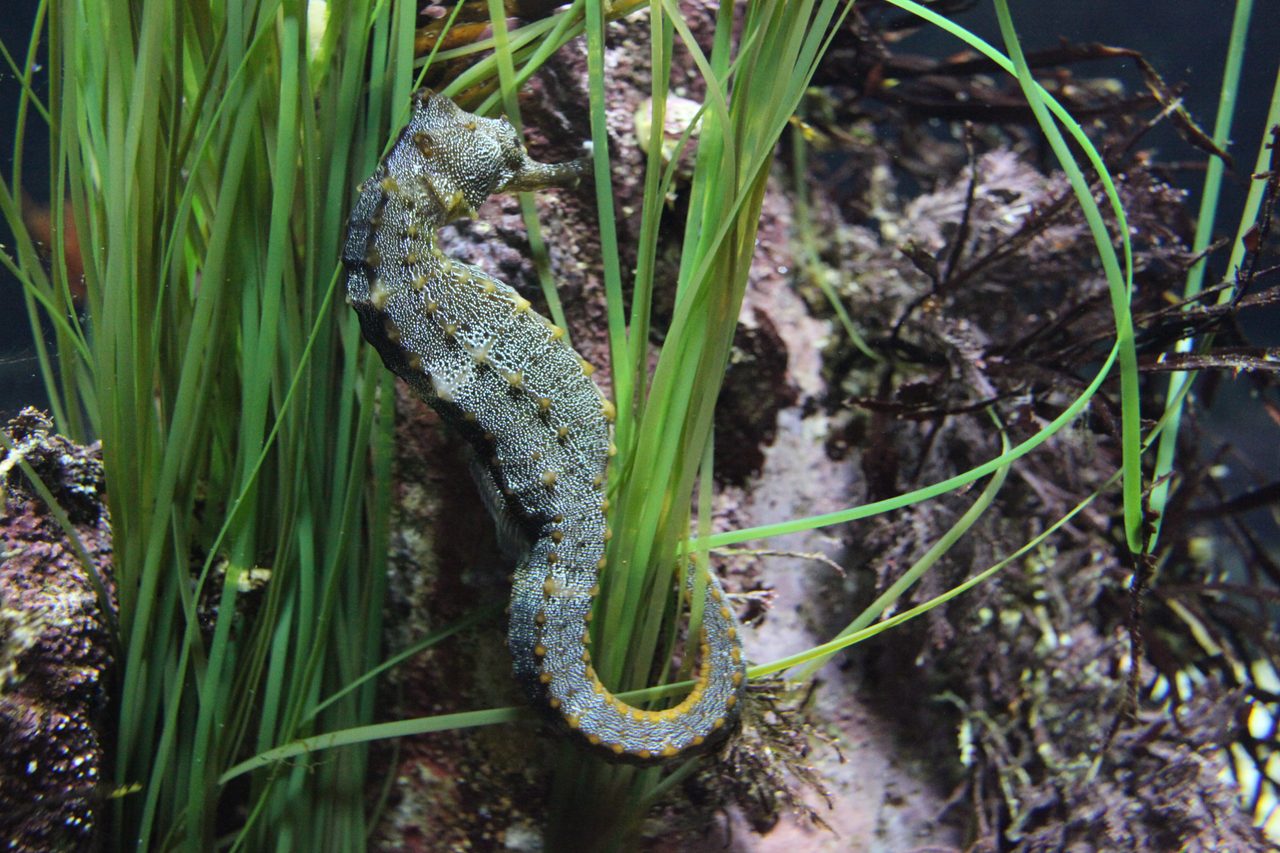 Pacific Seahorse