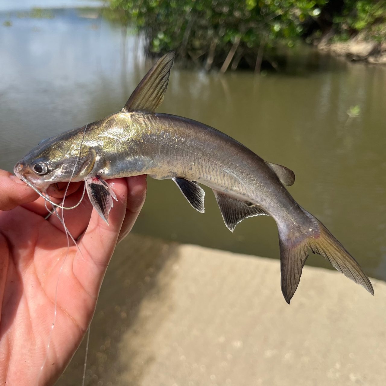 Columbian Shark