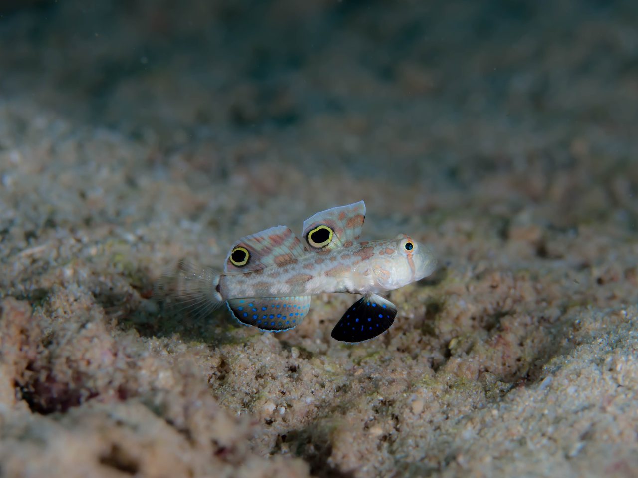 Twin Spot Goby