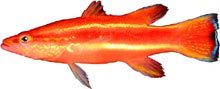 Wrasse Basslet