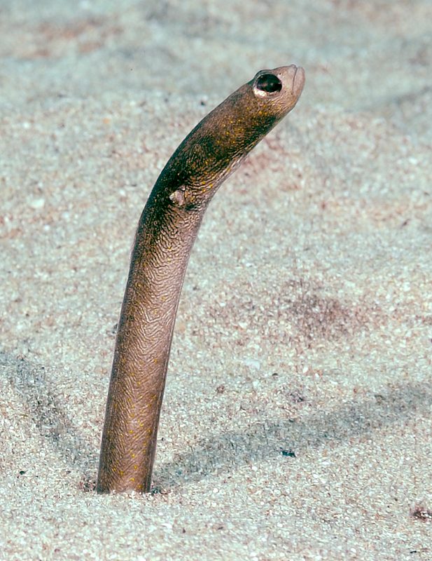 Brown Garden Eel