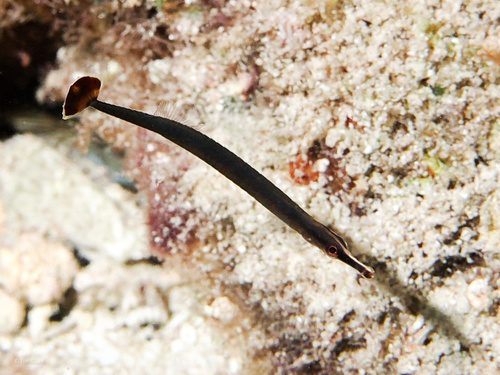 Black-Stripe Pipefish