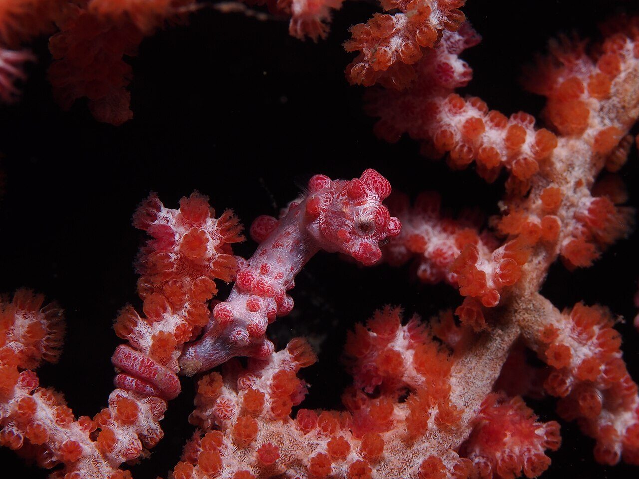 Pygmy Seahorse
