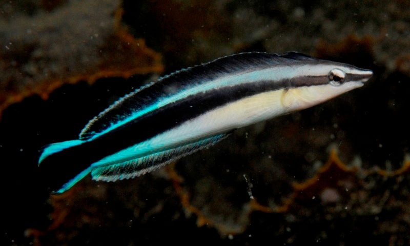 Red Sea Mimic Blenny