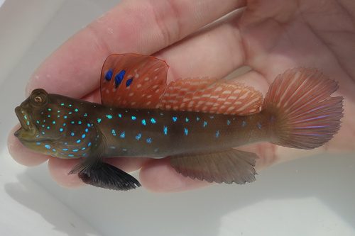 Peacock Prawn Goby