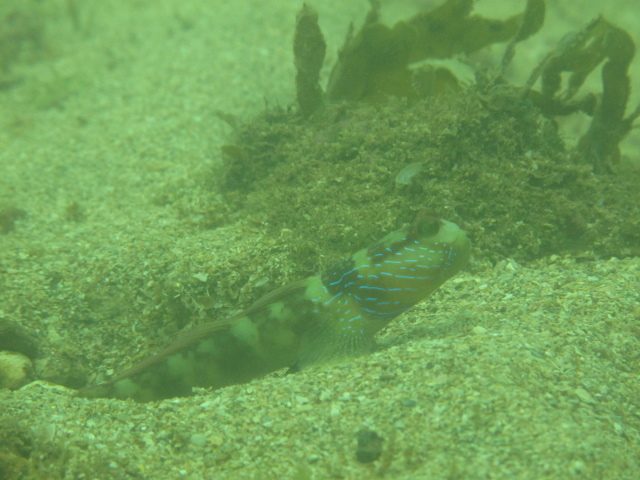 Lagoon Shrimp Goby