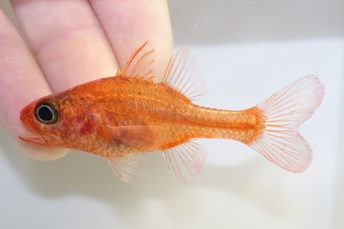 Transparent Cardinalfish