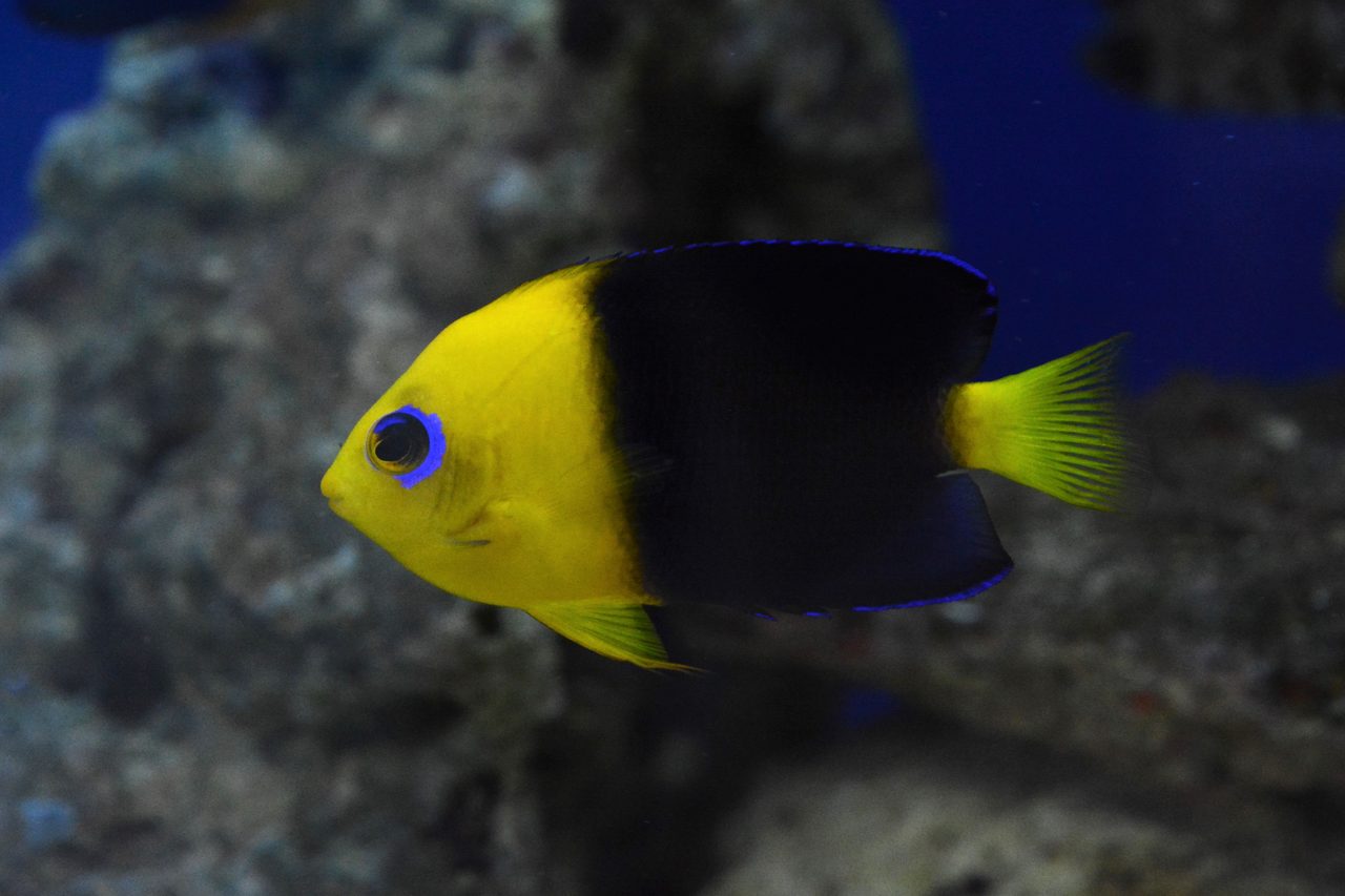 Joculator Angelfish