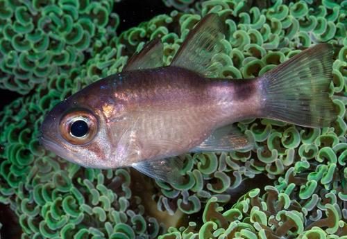 Banda Cardinalfish