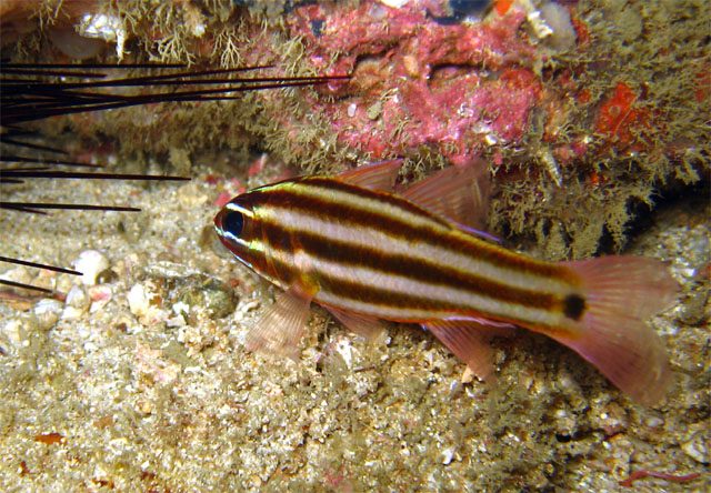 Broad-Striped Cardinalfish