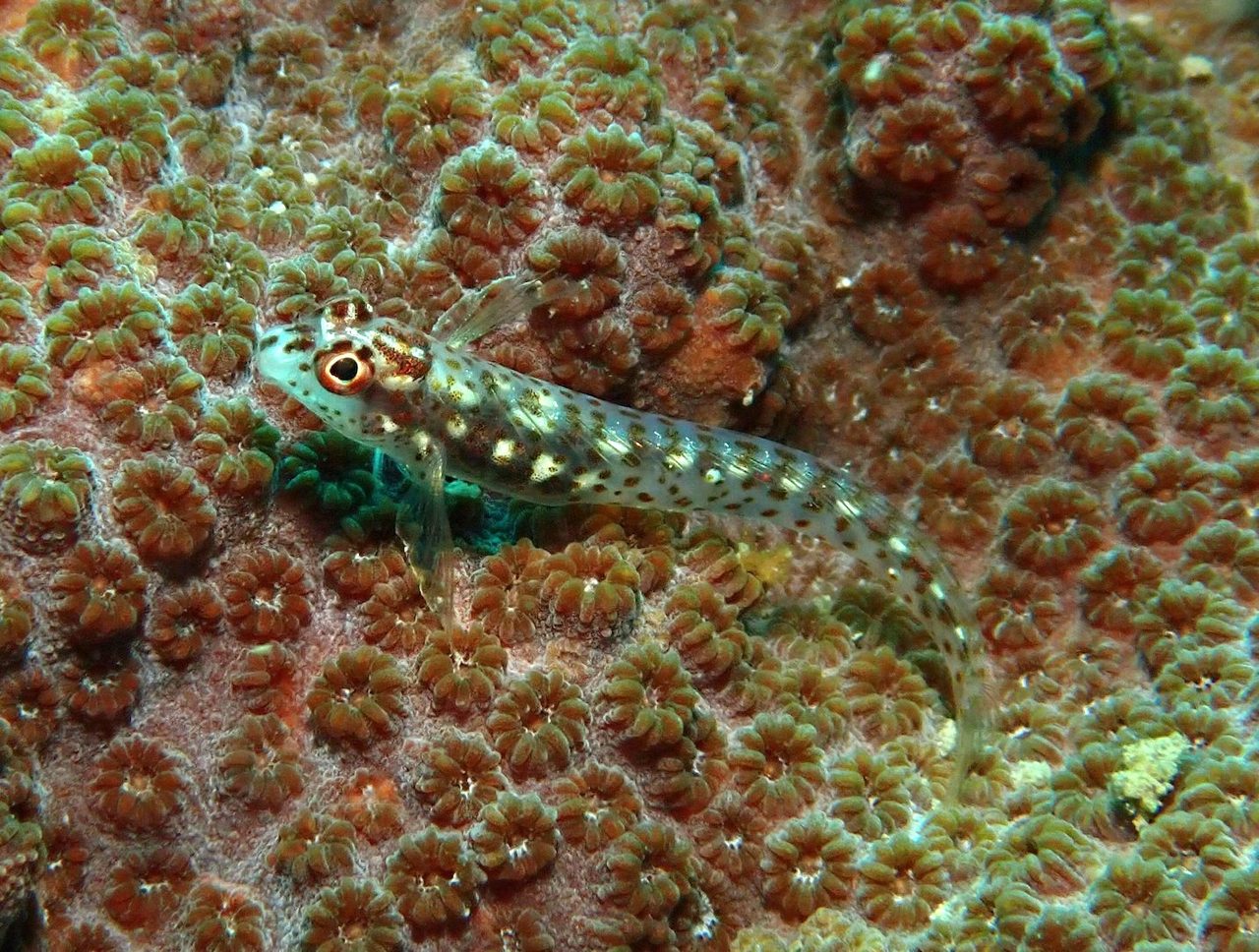 Multi-Spotted Blenny