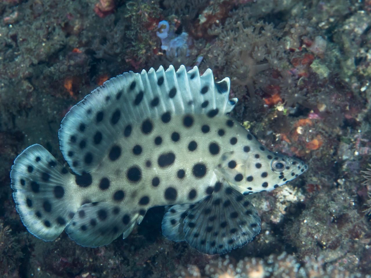 Panther Grouper