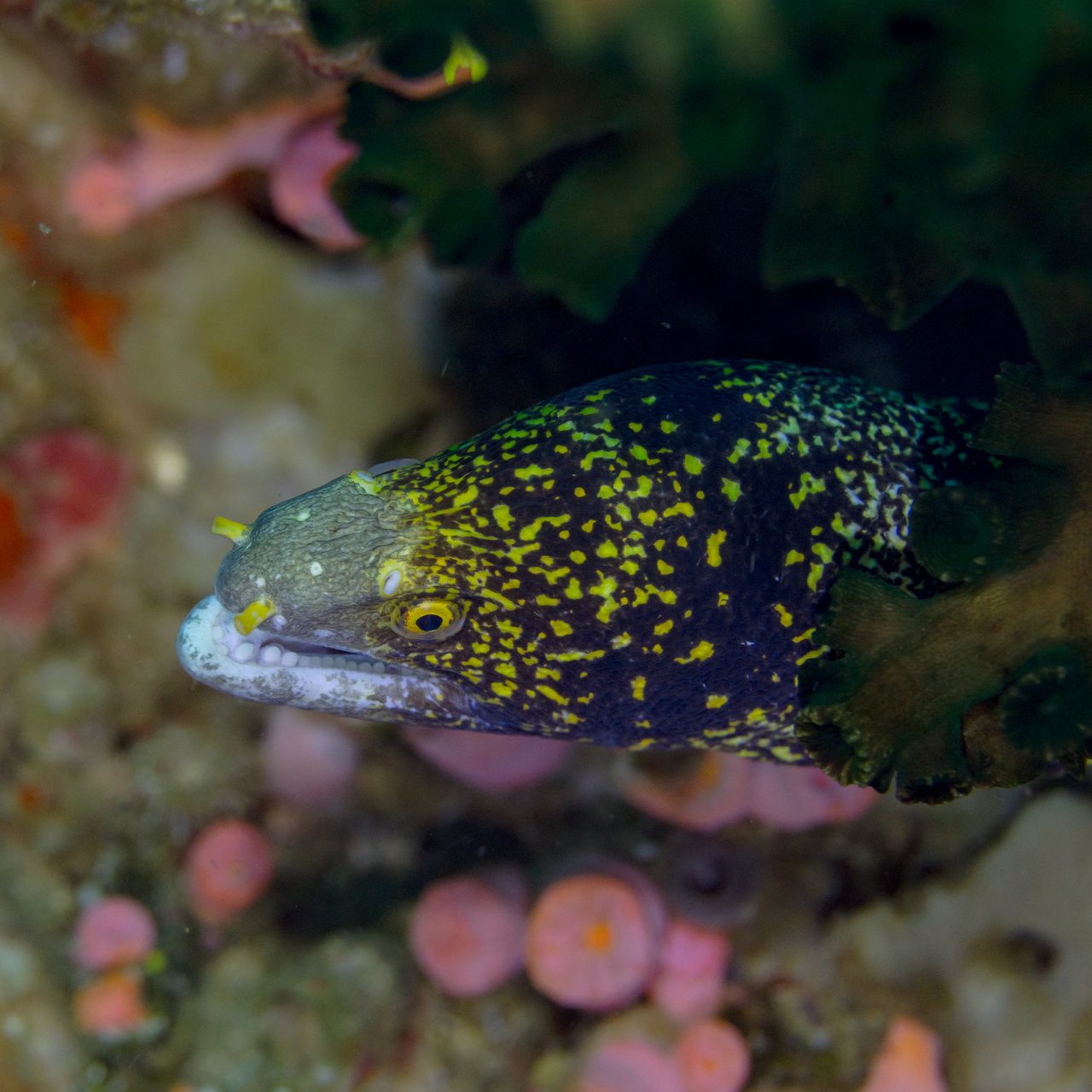 Snowflake Moray