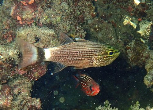 Tiger Cardinalfish