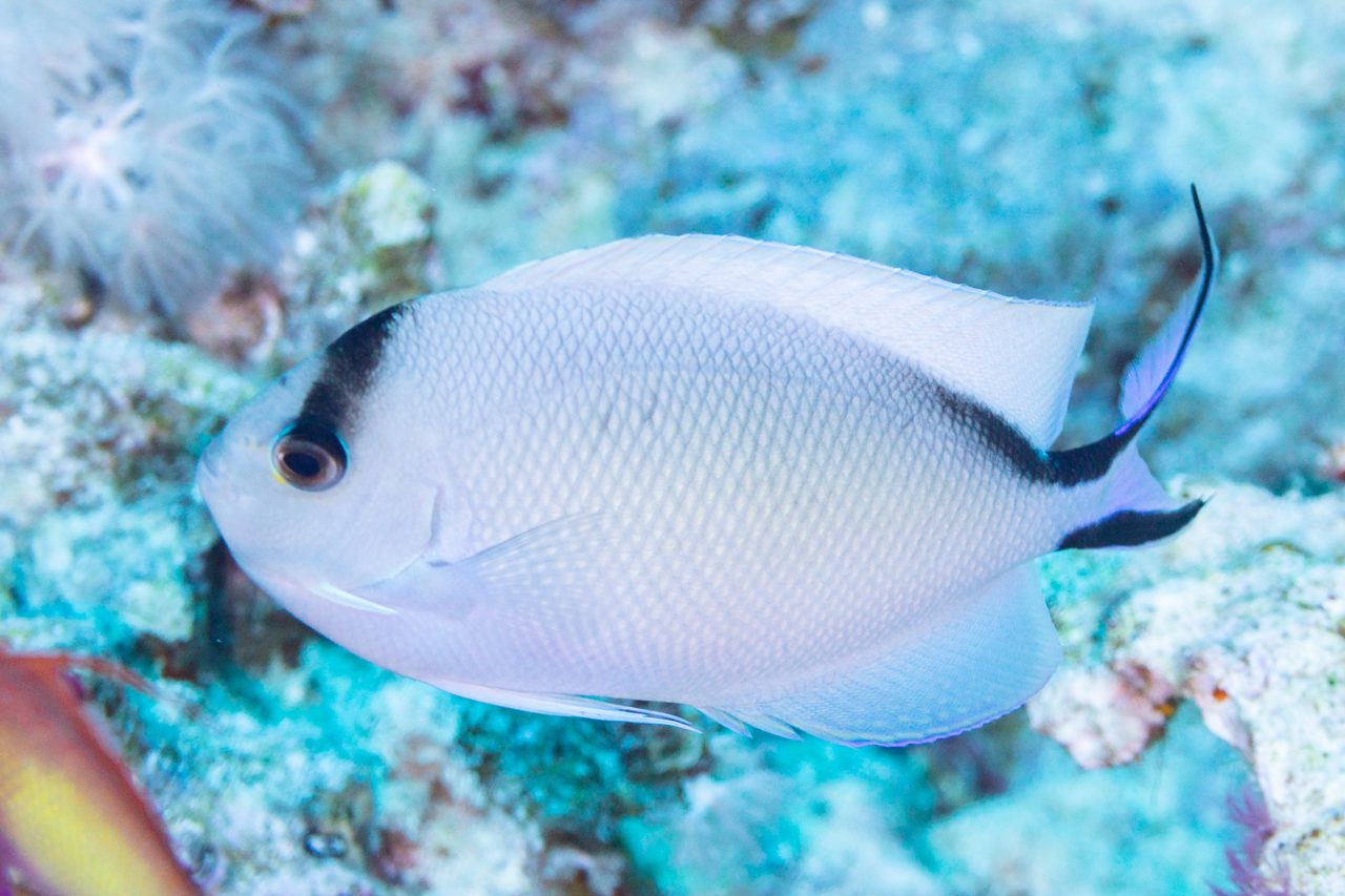 Zebra Angelfish