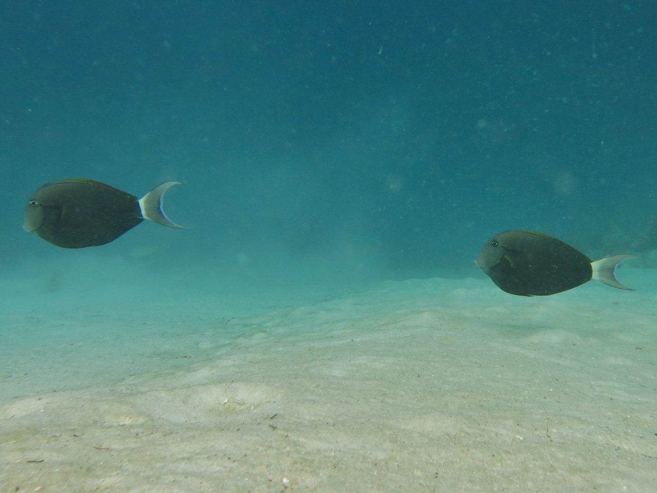 Blackstreak Surgeonfish