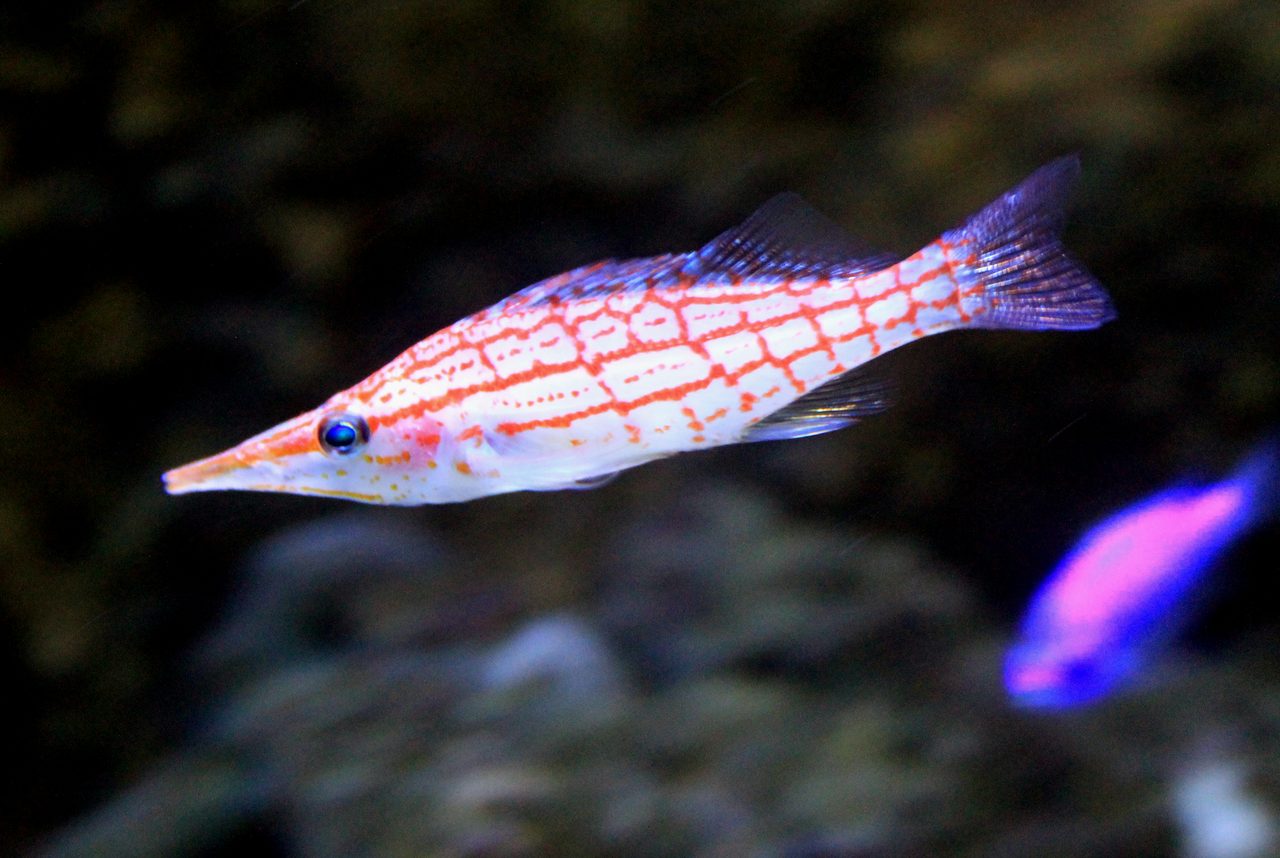 Longnose Hawkfish