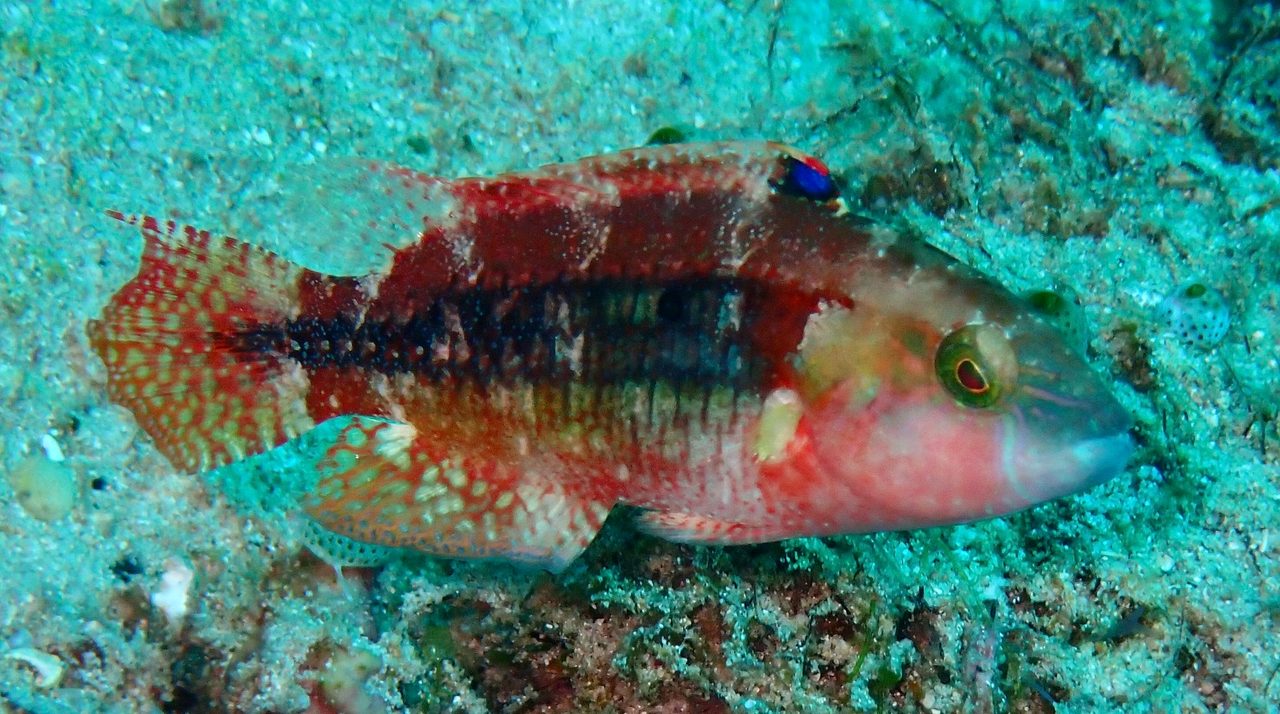 Two Spot Wrasse