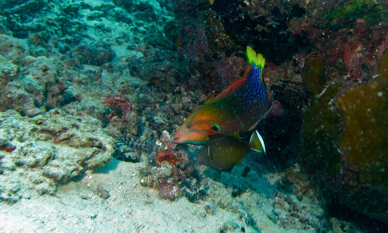White Tip Triggerfish