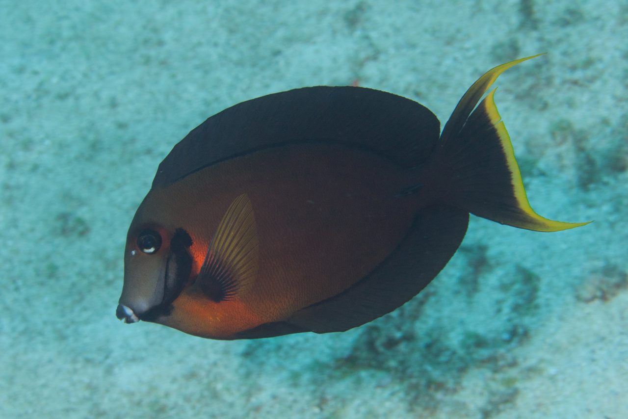 Chocolate Surgeonfish