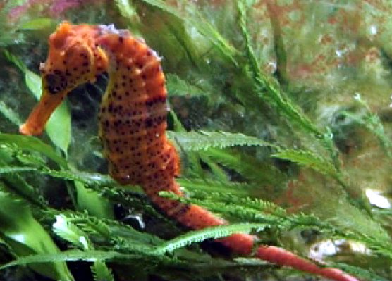 Longsnout Seahorse