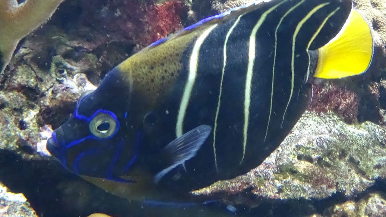 Goldtail Angelfish