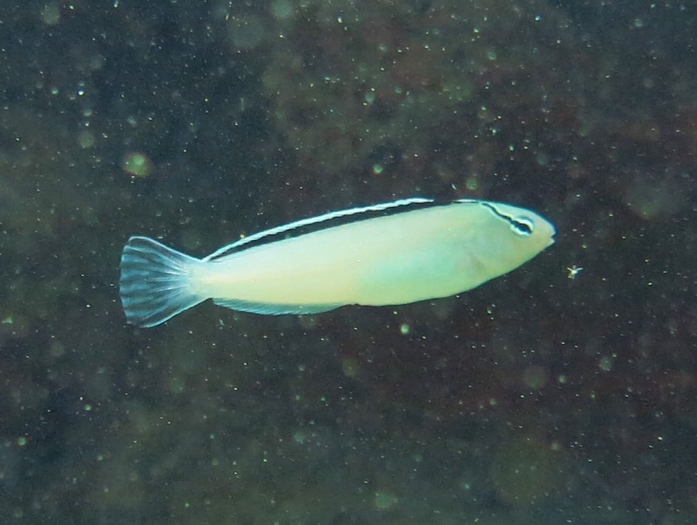 Smith's Fangblenny
