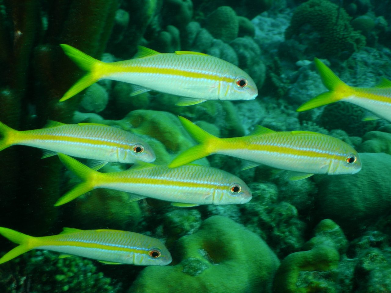 Yellow Goatfish