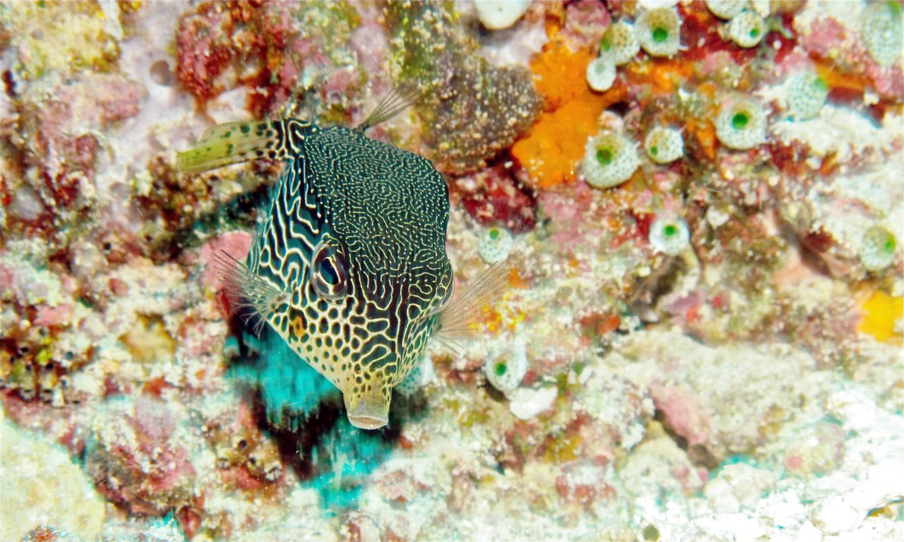 Reticulate Boxfish