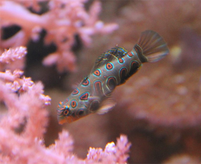 Spotted Mandarinfish