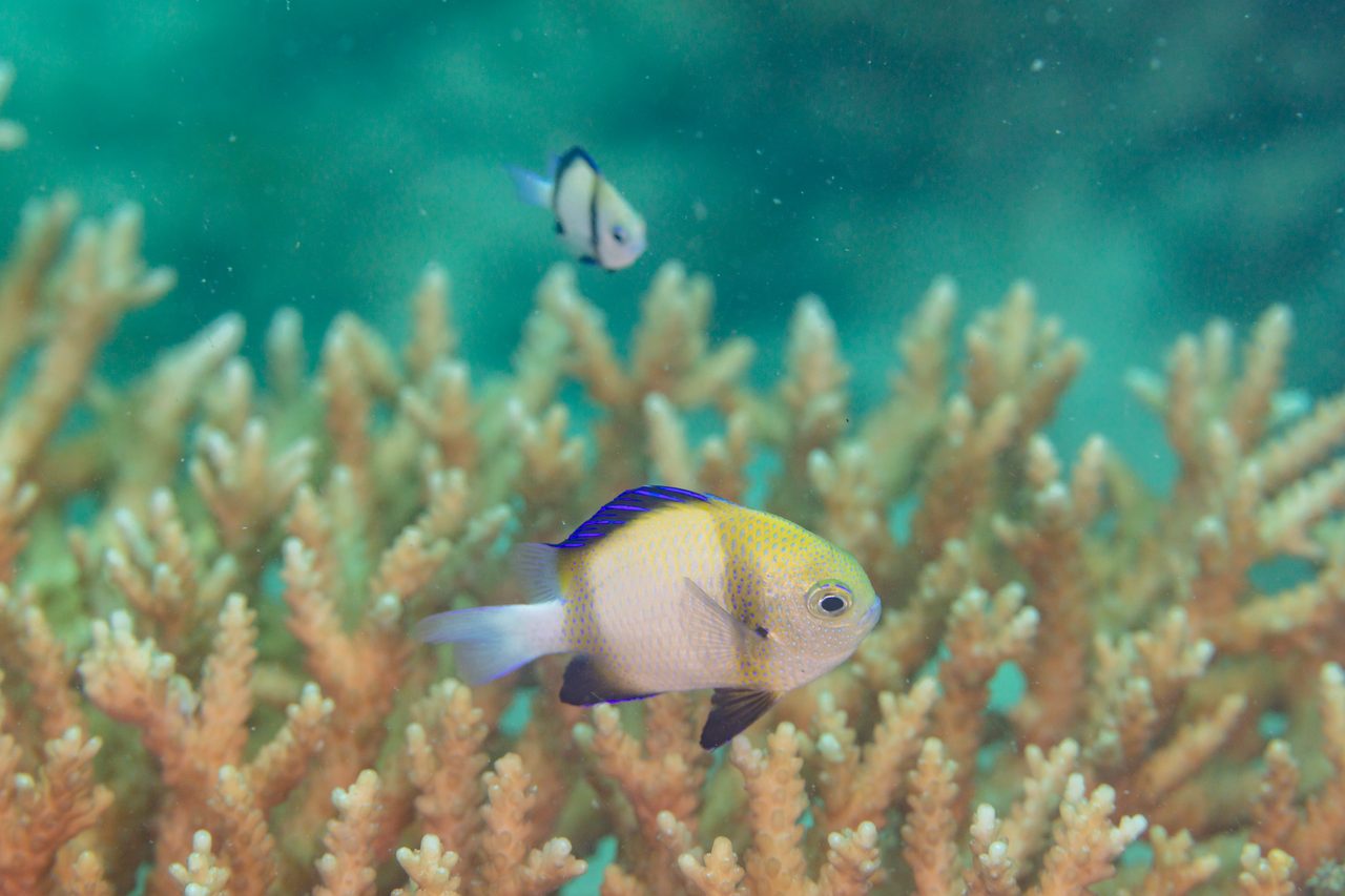 Cloudy Damselfish