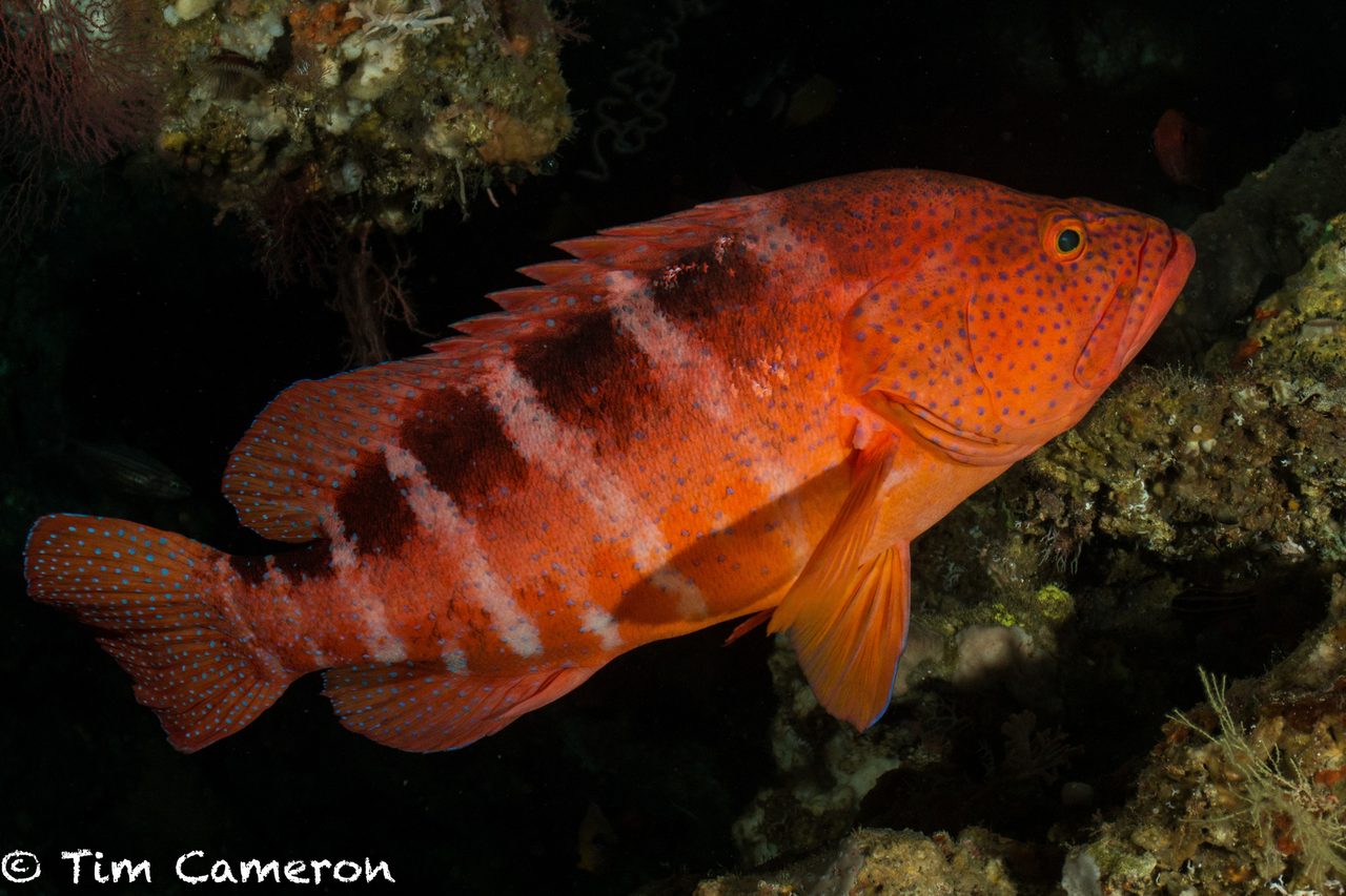 Sixspot Grouper