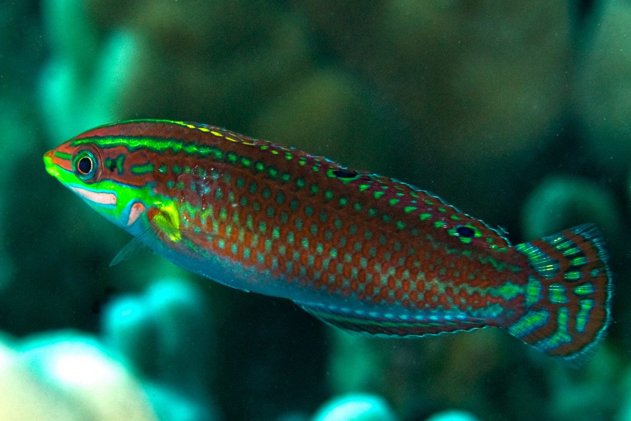 Ornate Wrasse
