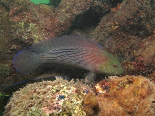 Lined Dottyback
